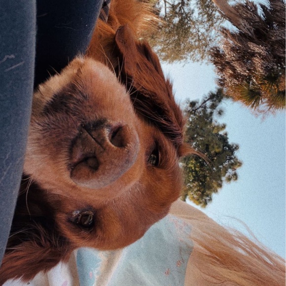 Meet Your Posher, Chloe - Picture 3 of 3